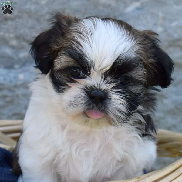 Carla, Shih Tzu Puppy